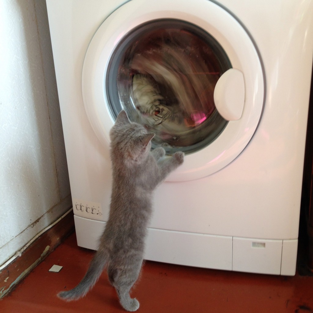 動くモノは何でも気になる