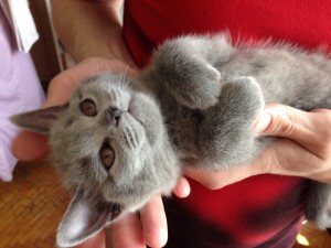 どうなってるにゃ？