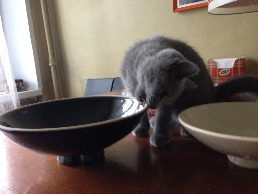 何でもかじりたいお年頃。それ土鍋の蓋ですが･･･