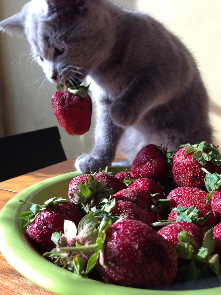 いちご泥棒でーい