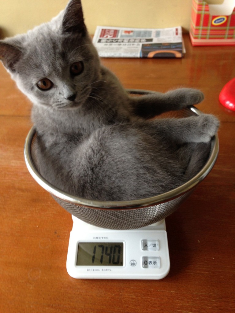 順調に増えております