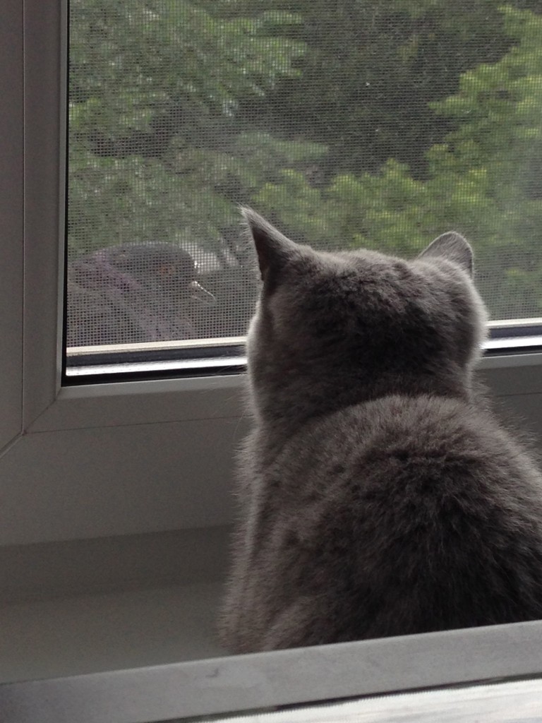 猫には猫の人生が。鳩にも鳩の人生?が。