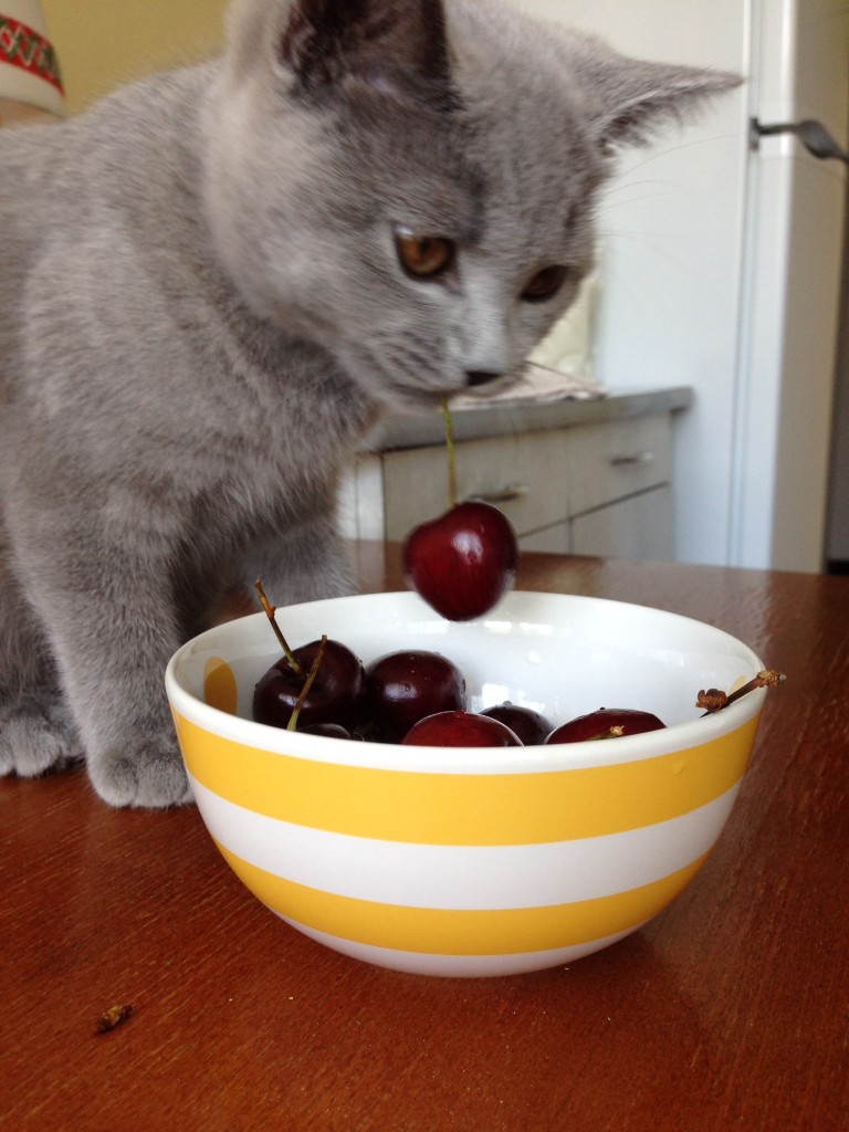 今度はさくらんぼ泥棒