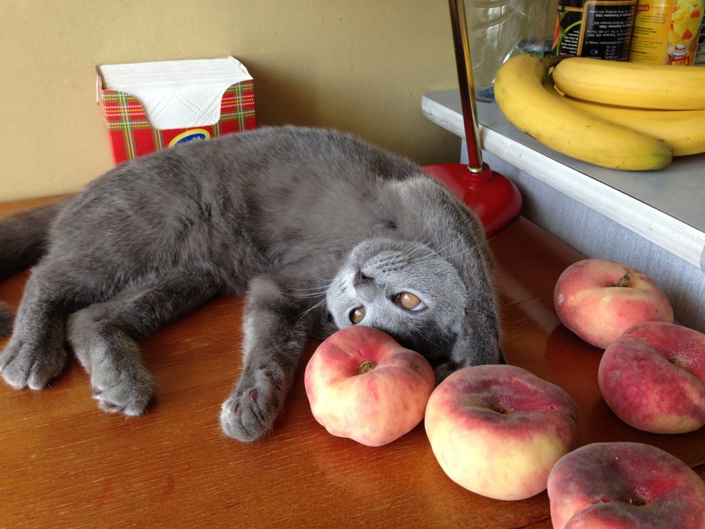 これ私んだかんねっ