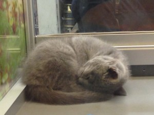 ぶるぶる震えて丸まっていました