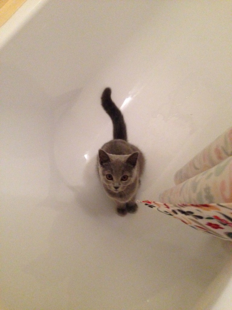 これは小さい時、異様に尻尾が長かったときの写真。成長過程は本当に全身のバランスがおかしくて面白かったです