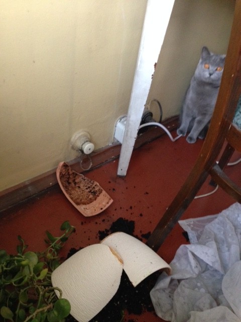 年末、私だけでなくふぁーにゃもやらかしていました。ひっそり様子を見るの図