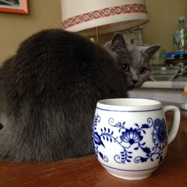 さよならの前に、もふもふと