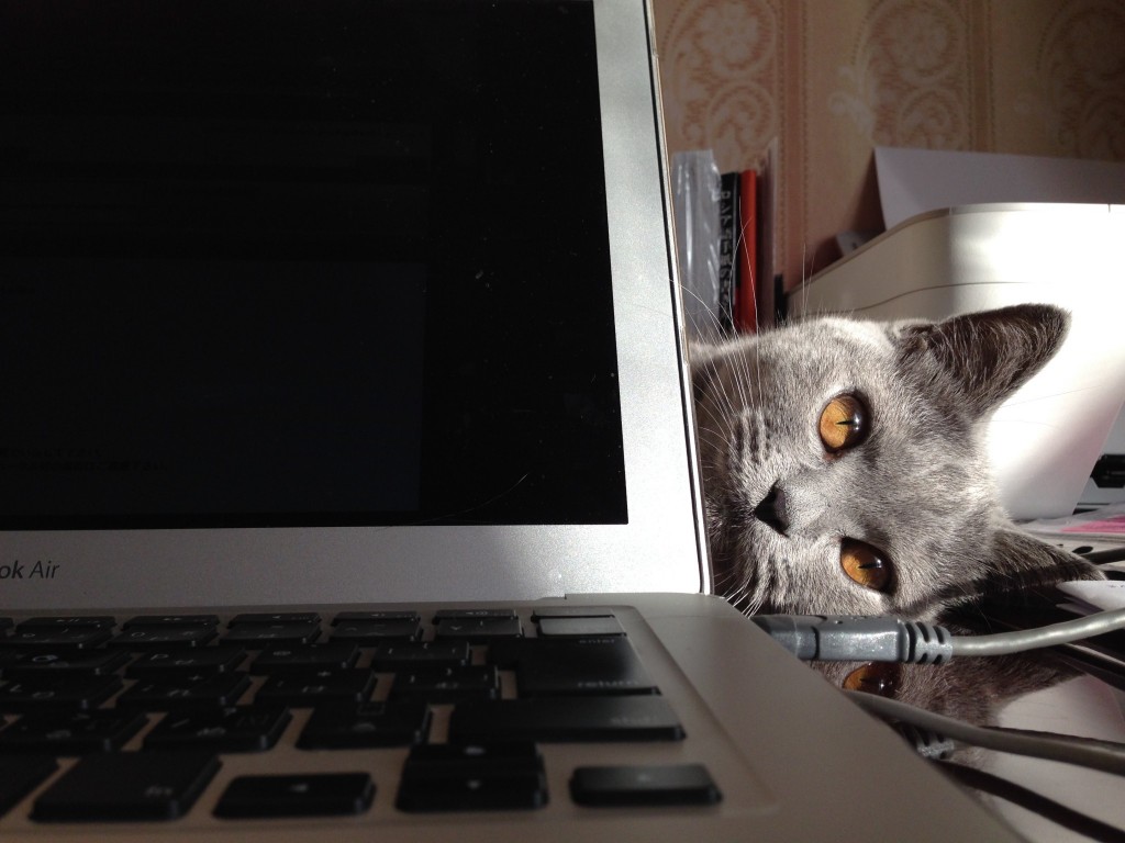 遊んでくれます