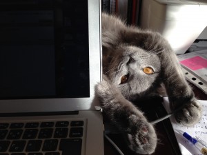 おまけ。今日のお邪魔虫