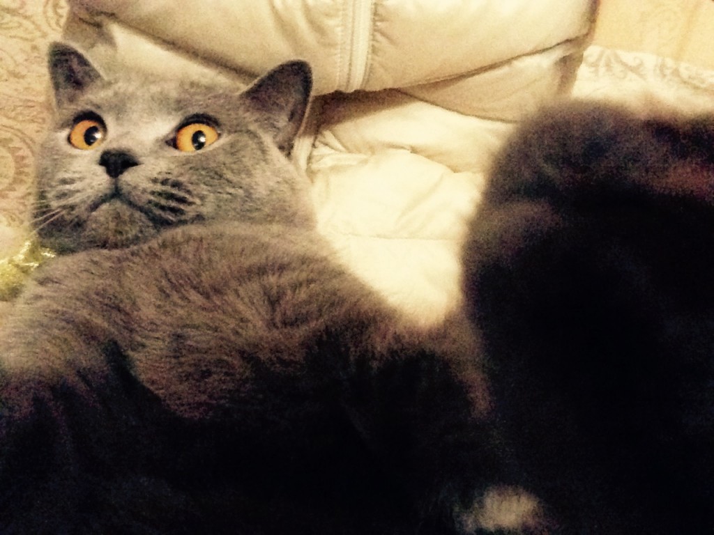 何とかなりますが、何か？