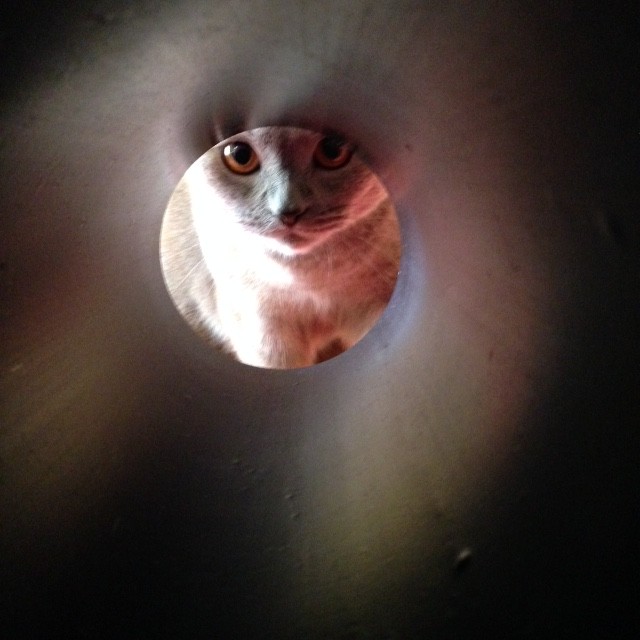 お呼びでござるか？