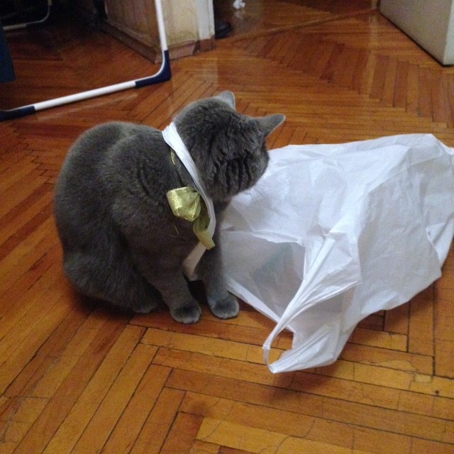 お願い、ついてこないで