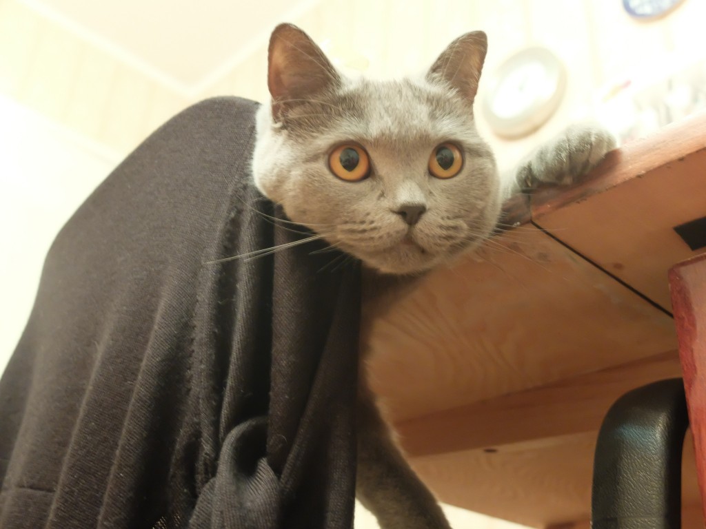 猫の顔だけお化けだよー