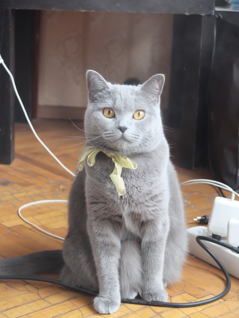 狸ではありません