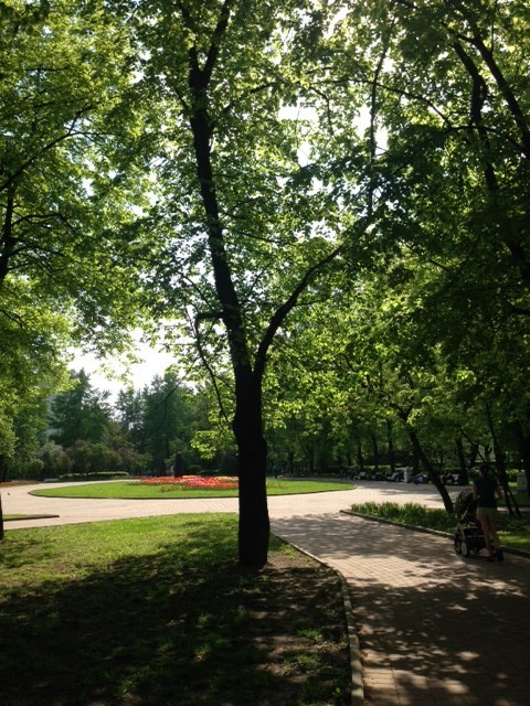 近所の公園。一気に緑が芽吹きわさわさしております