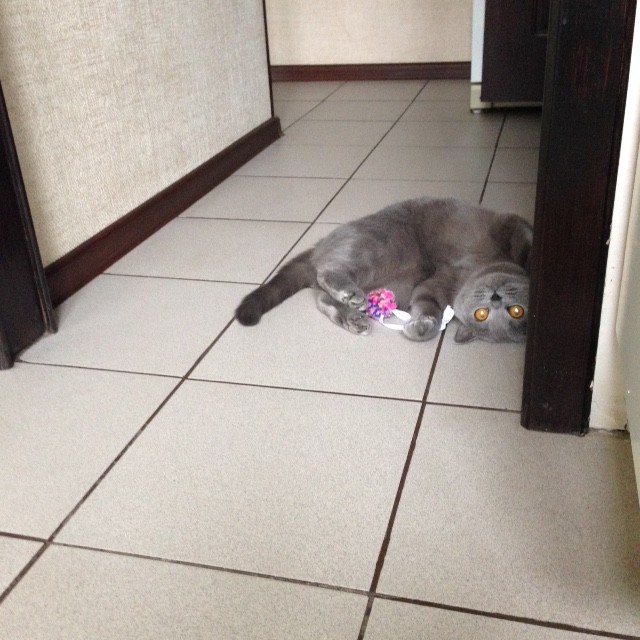 えっと・・・私は遊ぶのが仕事、のはず?