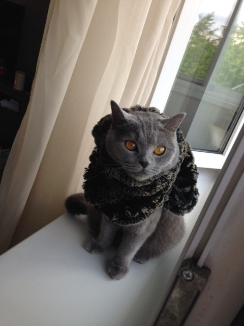 寒いっす。もっふり