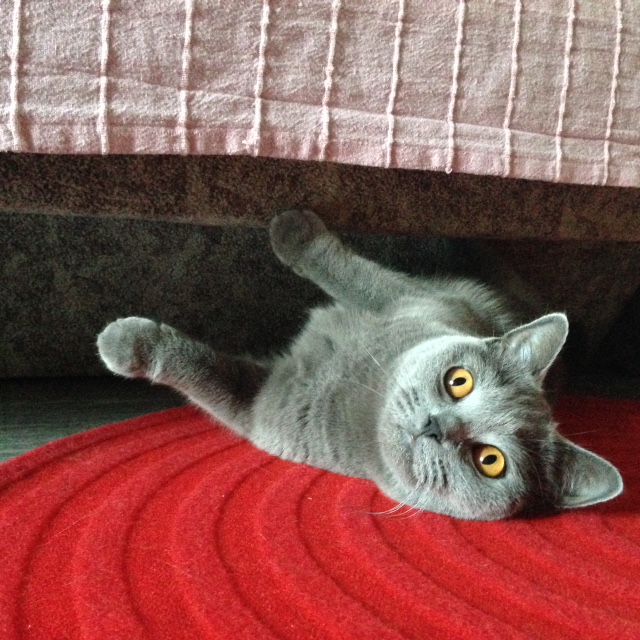 こんなですが、覗いて下さいにゃ