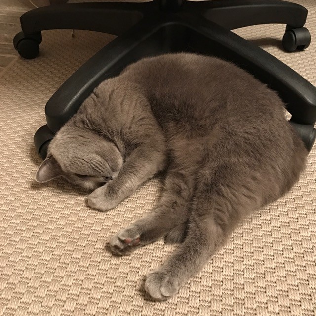 ふと見たら、椅子の脚に丁度挟まってすやすや