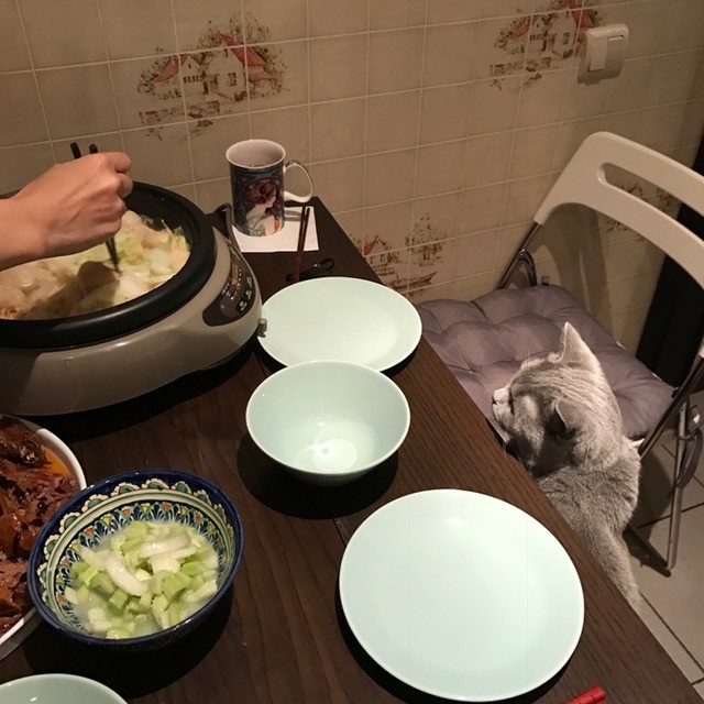 年越し鍋に参加する気満々?のふぁーさん