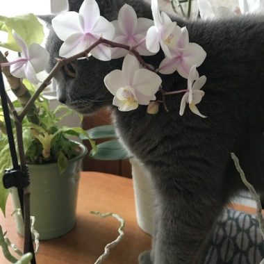 放送のお知らせです