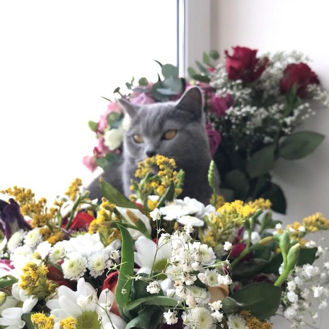 NHK『おはよう日本』放送のお知らせ