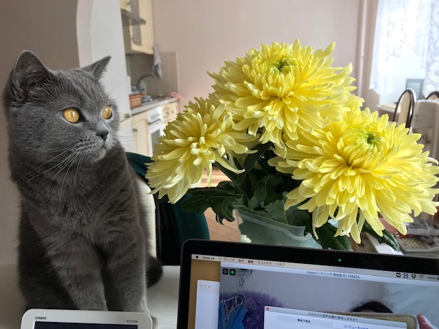 「バレエ座学」オリジナル コンテンツのご案内